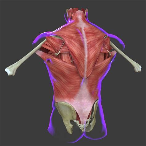 Human Torso Muscle Anatomy Medical Edition 3d Model Cgtrader