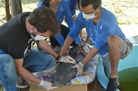 Resgate De Peixe Boi Mobiliza Icmbio E Parceiros Instituto Chico