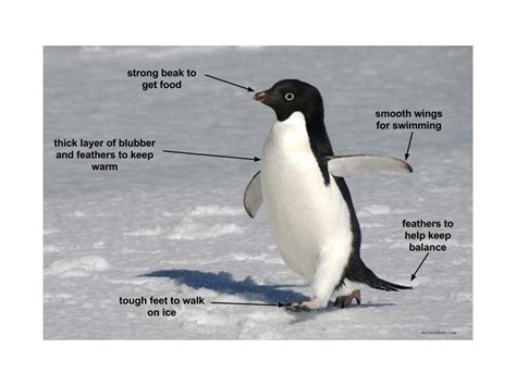 Adaptations - Adelie Penguin