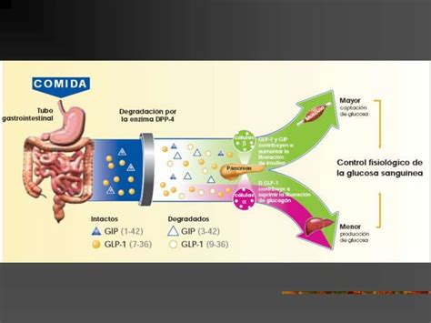 Actualizacion En El Manejo Farmacologico De La Diabetes Ppt