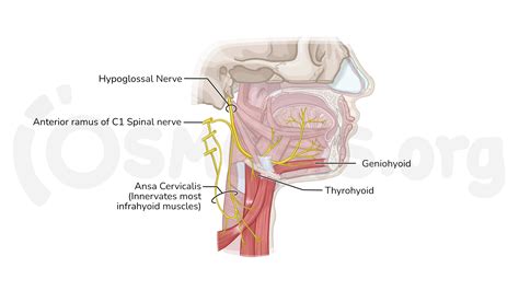 Anatomy Of The Spinal Accessory Cn Xi And Hypoglossal Cn