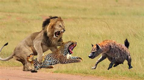 Hyena Vs Cheetah