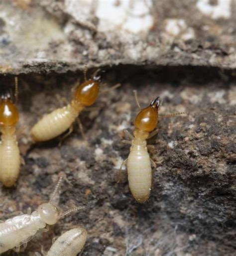 Termite Pest Control Services In Pasadena Md