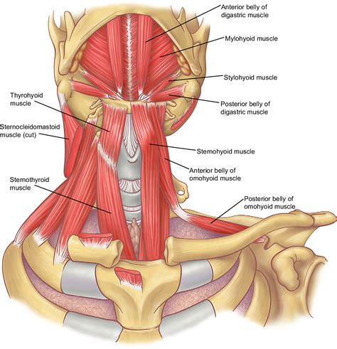 Figure 3 From Anatomy Of The Neck And Cervicothoracic Junction