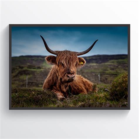 Highland Cow Poster Modern Wall Decor Highland Cow Print Scotland