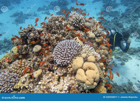 Recife Colorido De Coral Picturesco No Fundo De Peixes Tropicais Do Mar