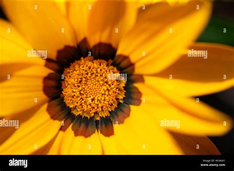 Treasure flower gazania rigens Banque de photographies et dimages à