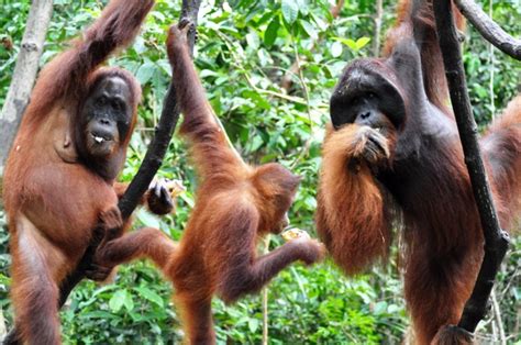 14 Intriguing Facts About Borneo Oyster