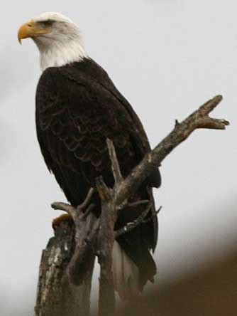 Bald eagle pictures