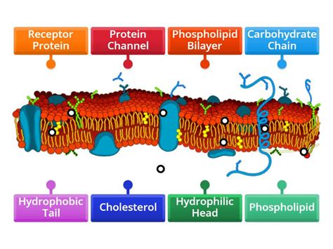 Phospholipid Bilayer Diagram - Labelled diagram
