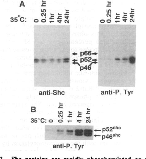 Figure 3 From She Proteins Are Phosphorylated And Regulated By The V