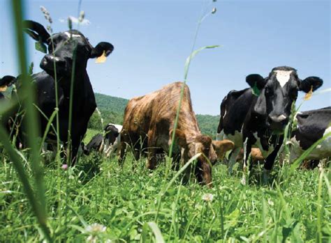 How To Turn Farmers Into Graziers On Pasture