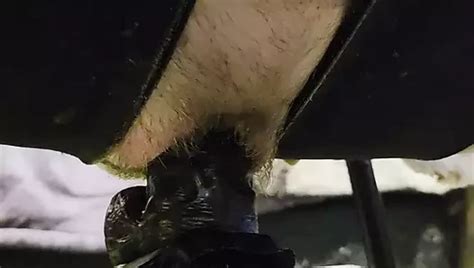 Fucking My Pussy With My Big Dildo American Amateur Porn XHamster