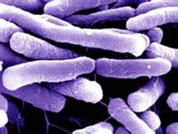 Морфология микроорганизмов Занятие №3