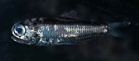 what lanternfish can do nyt 3