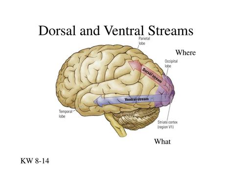 Ventral And Dorsal Stream Vision