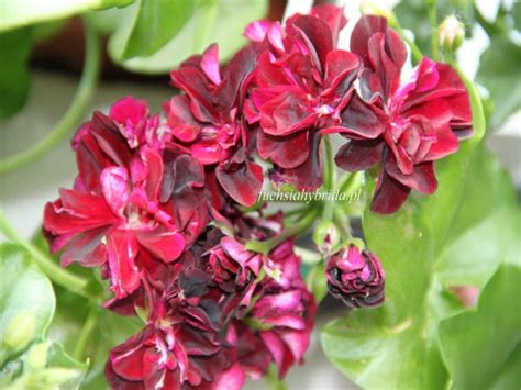 FuchsiaHybrida.pl