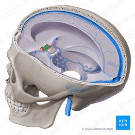 Optic chiasm: Anatomy and function | Kenhub