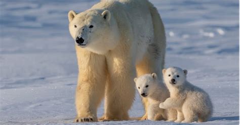 Bear Size Comparison How Big Are Different Bears A Z Animals
