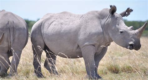 Hippo Vs Rhino All Differences Explained Animallot