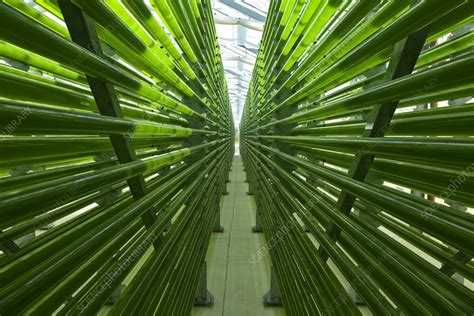 Microalgae food supplement production - Stock Image - C011/4064 ...