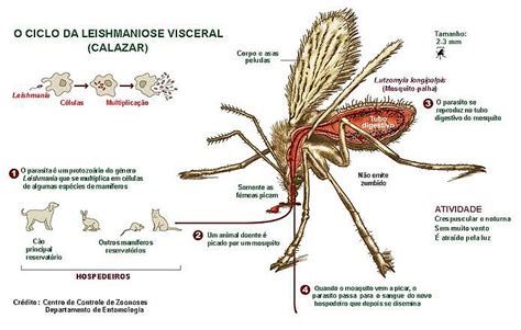 Como Fica A Picada Do Mosquito Palha - Leishmaniose pode acometer pets após picada do mosquito-palha - A Lavoura