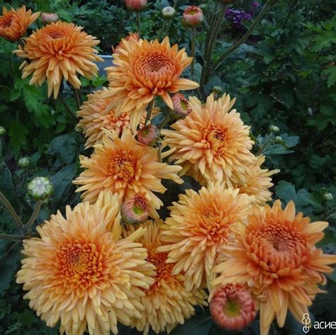 Хризантема Гомпи бронз