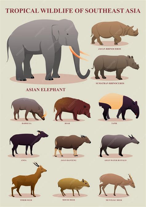 Premium Vector | Illustration tropical wildlife of southeast asia ...