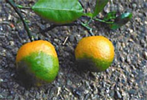 Uf Researchers On The Cusp Of Citrus Greening Cure Wgcu Pbs And Npr For Southwest Florida