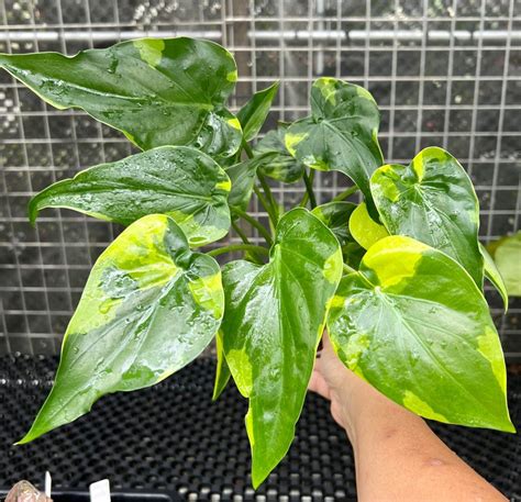 Alocasia Cucullata Aurea Variegated Furniture Home Living Gardening