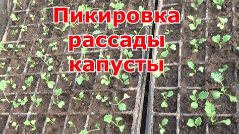 Пикировка рассады капусты. Как и когда надо проводить пикировку, уход ...