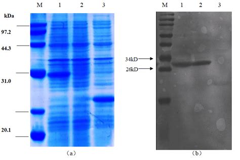 Sds Page Analysis Of Expression Products And Western Blotting Analysis