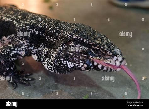 Red Tegu Hi Res Stock Photography And Images Alamy