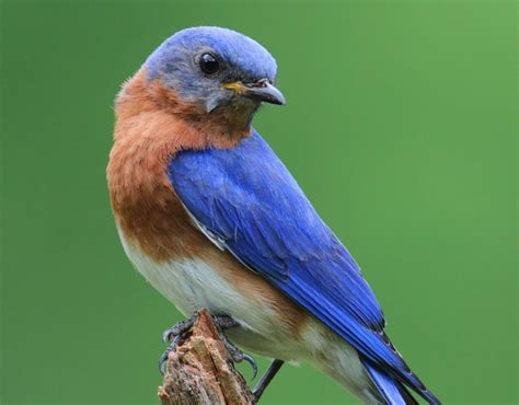 3 Species of Bluebirds Found in Texas! (ID Guide) - Bird Watching HQ