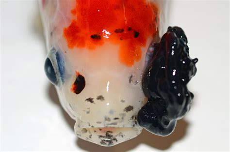 Doctor Performs Intricate Life Saving Surgery — On A Goldfish