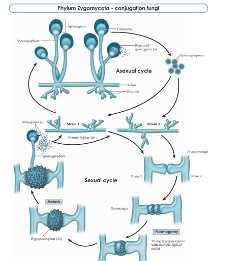Phylum Zygomycota Life Cycle