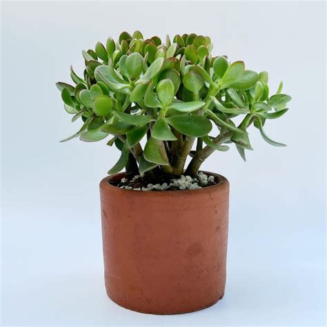 5 Pilihan Tanaman Hias Daun Kecil untuk Pot Mini di Rumah