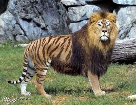 Lion And Tiger Mix Cubs