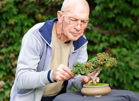 9 Types Of Bonsai Trees Indoors And How To Properly Care For Them Plants Heaven