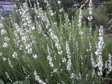 Lavandula Elegance Snow / SADNICE