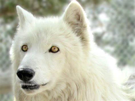 Game Of Thrones Ghost Dire Wolf Puppy