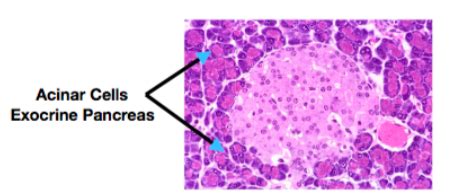 Exocrine Pancreas GI Flashcards Quizlet