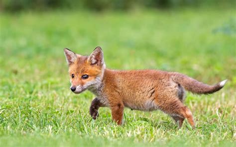 Ultra Hd Cute Fox Cub Fox Pictures Fox Cute Baby Animals