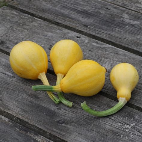 Summer Squash - Lemon (Organic) - Vital Seeds