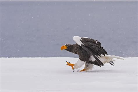 steller's sea eagle size comparison to human 2