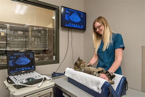 cat-advanced-ultrasound | Arlington Veterinary Center