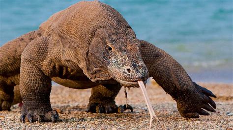 Komodo Dragons - NWF | Ranger Rick