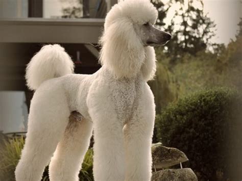 Королевский пудель: фото собаки, цена, описание породы, характер, видео