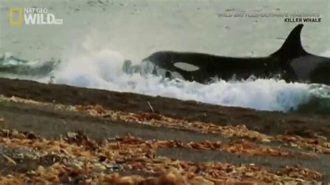 Nat Geo Wild: Killer Whales » Video » Surfnetkids