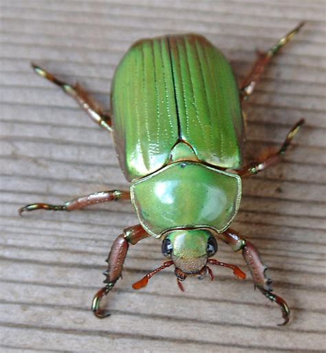 Green Metalic Beetle Chrysina Lecontei BugGuide Net